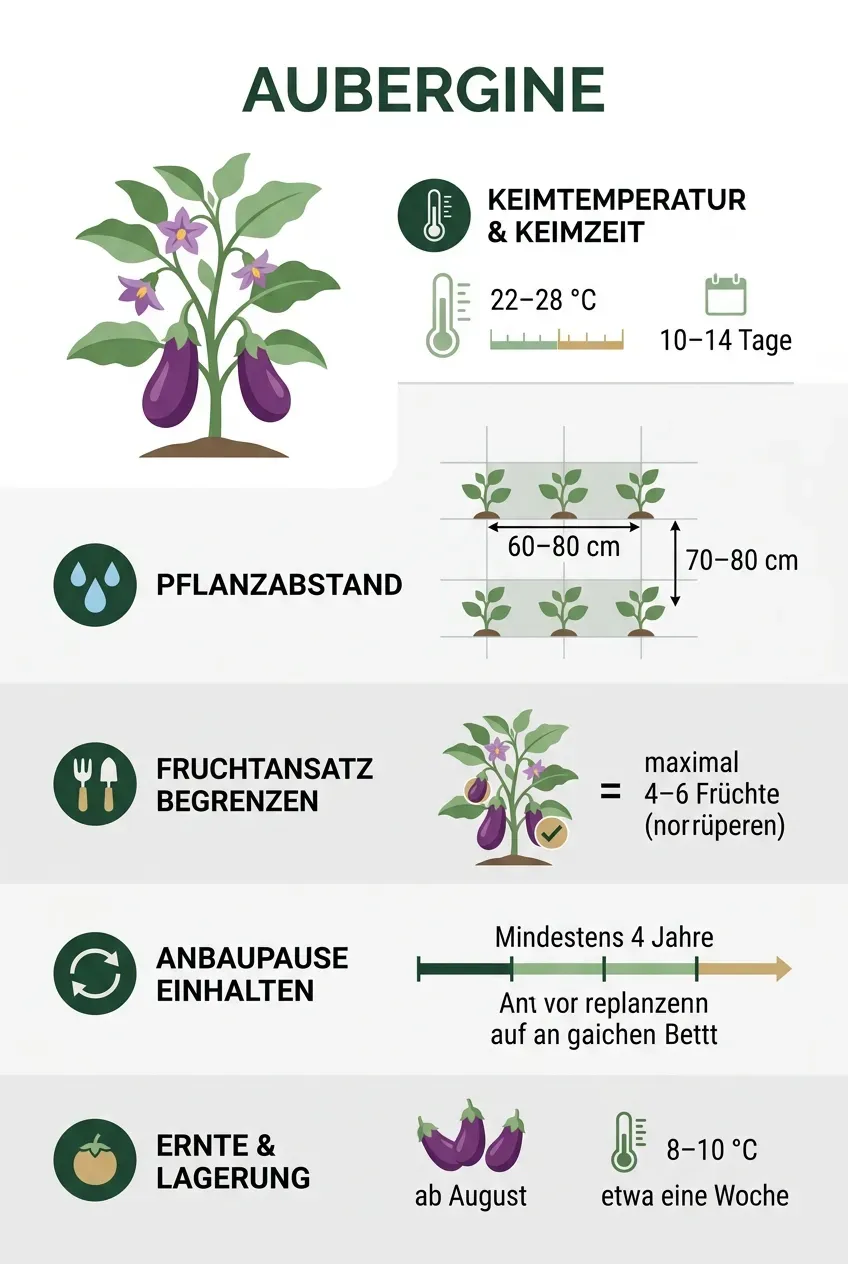 Aubergine – Infografik
