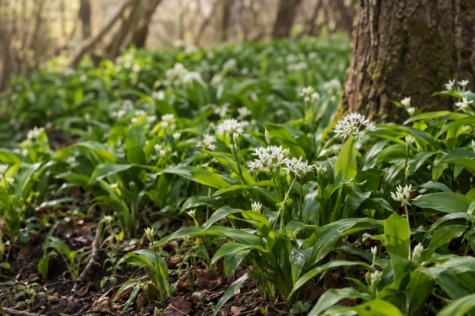 Bärlauch mit frischen grünen Blättern und weißen Blüten im Halbschatten unter Laubbäumen