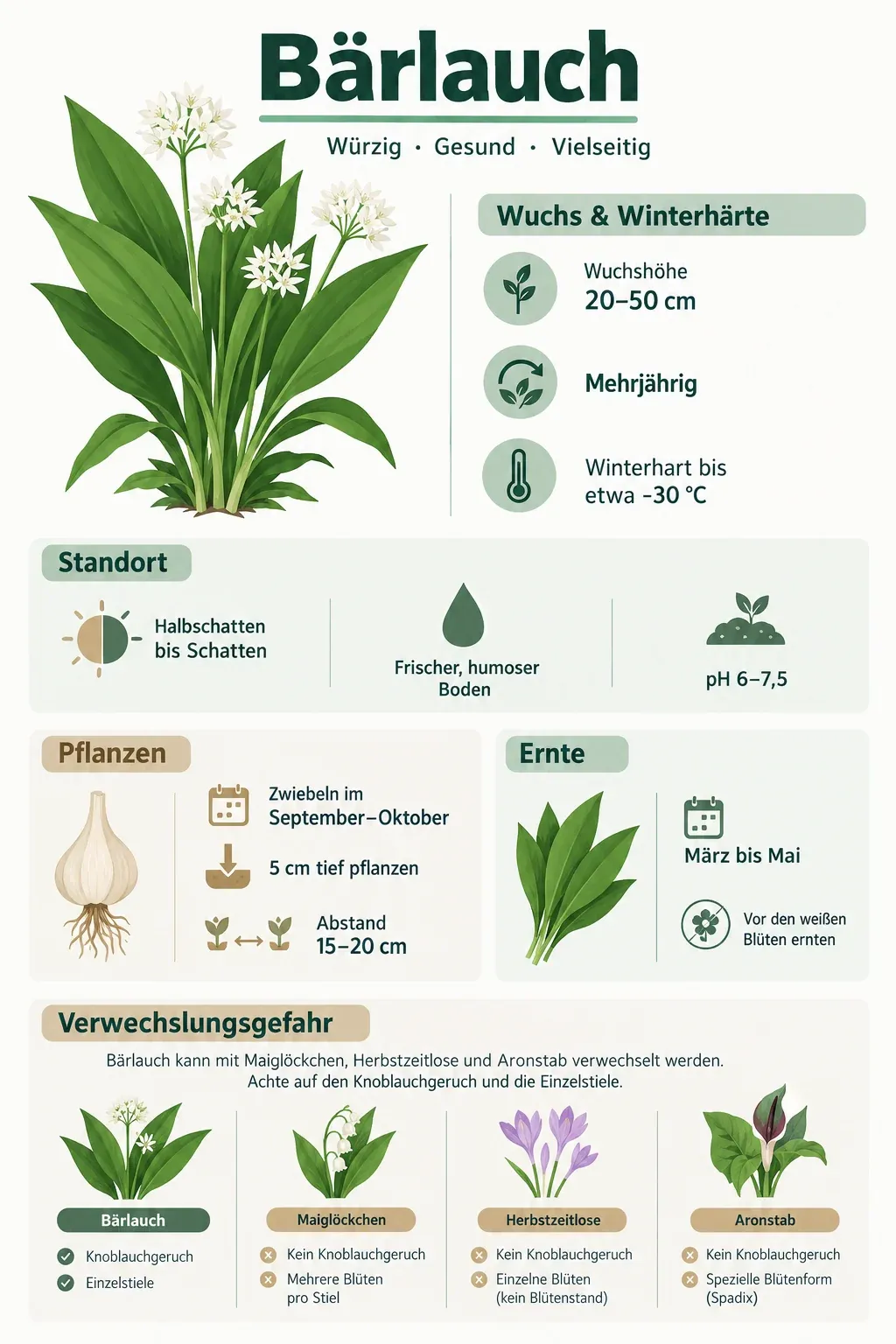 Bärlauch: Infografik