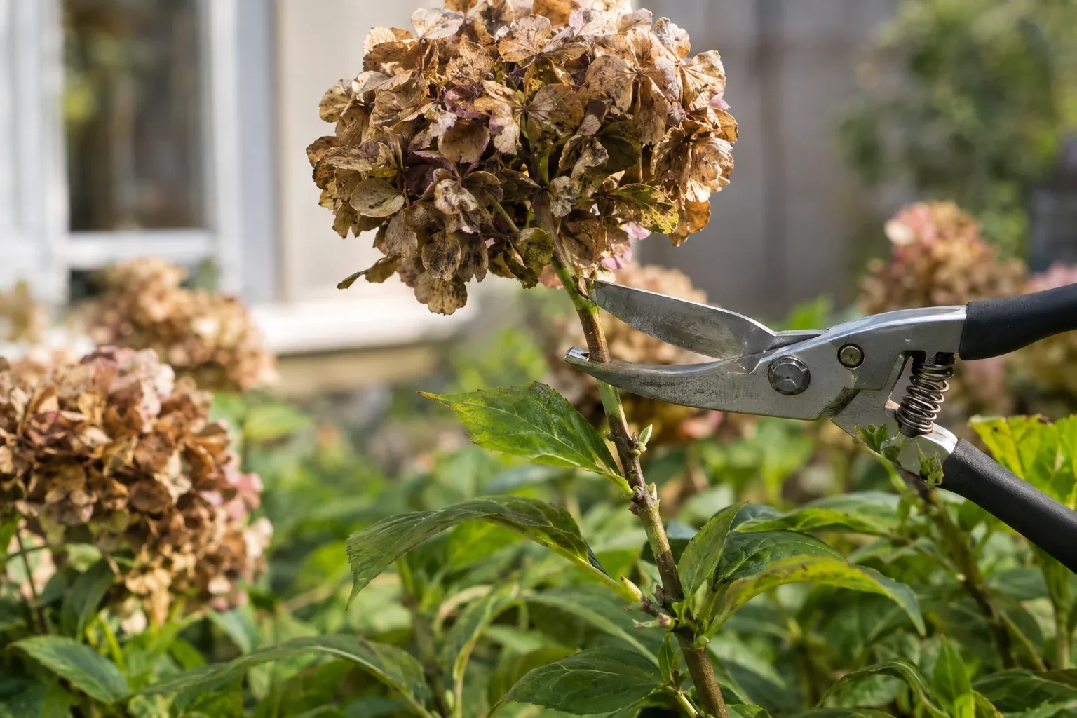 Bauernhortensie schneiden: verblühter Blütenstand wird direkt über dem ersten Knospenpaar abgetrennt