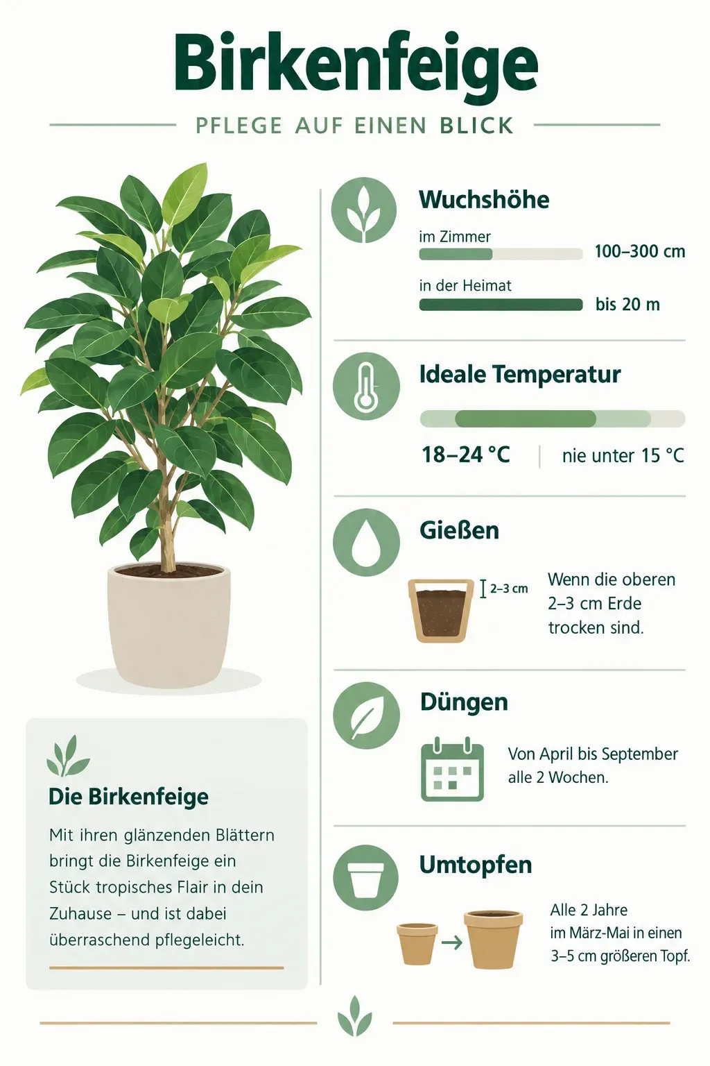 Birkenfeige: Infografik