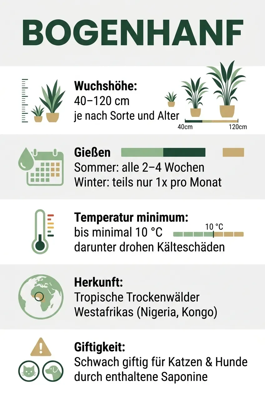 Bogenhanf – Infografik