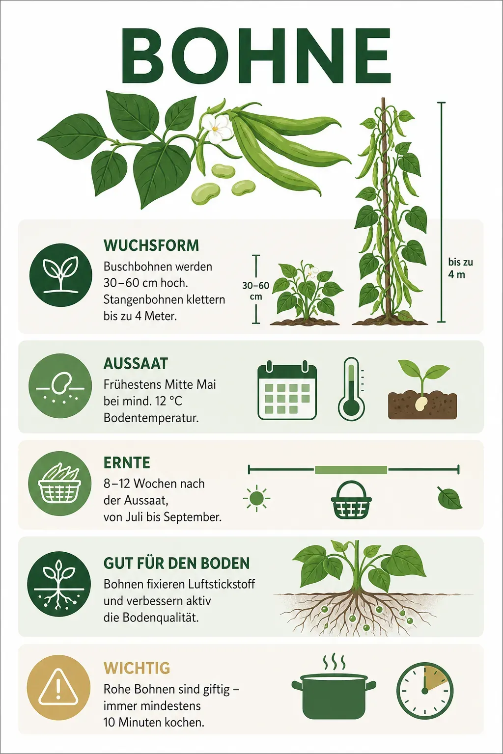 Bohne – Infografik