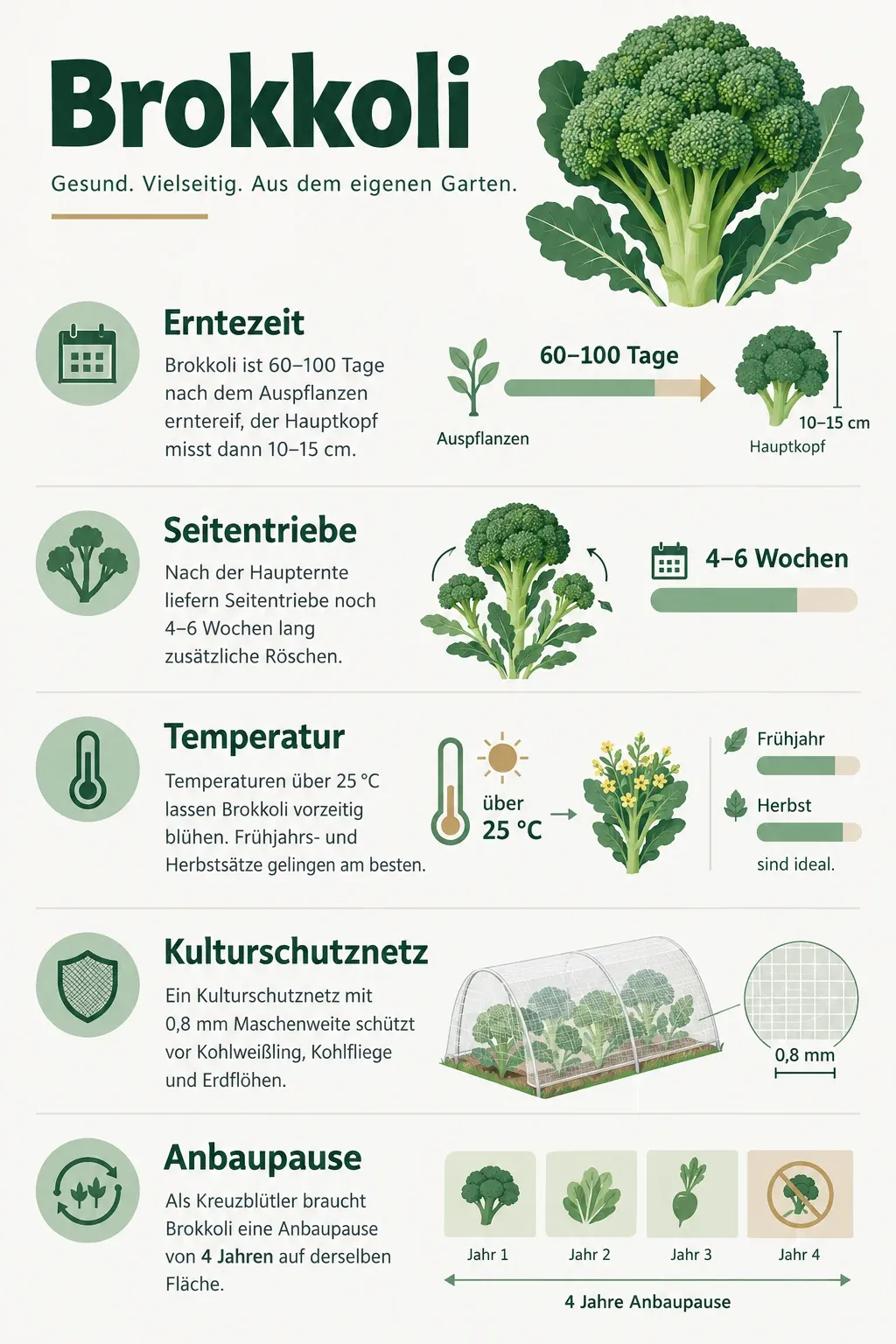Brokkoli: Infografik