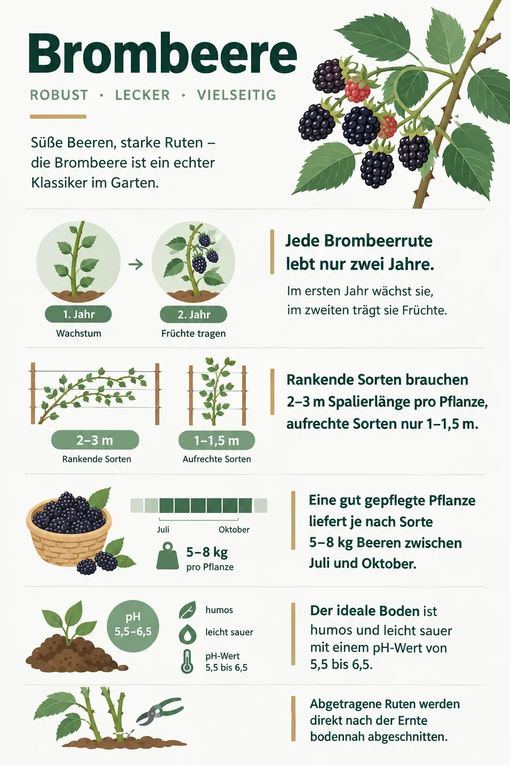 Brombeere: Infografik