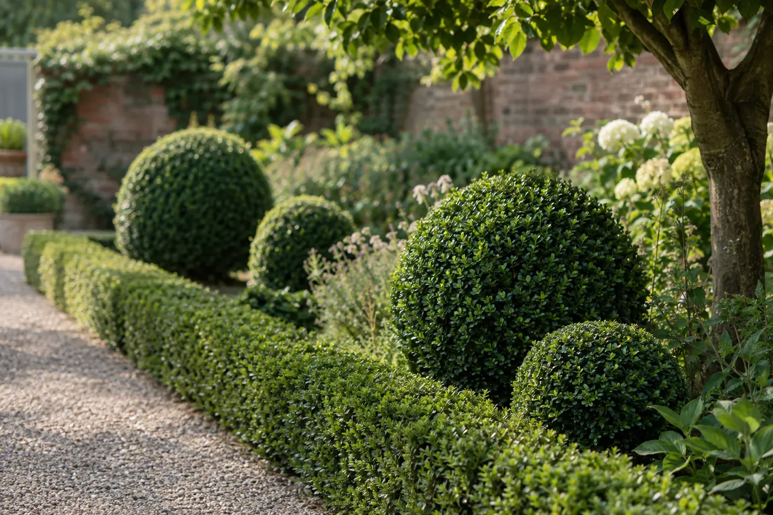 Geschnittene Buchsbaumhecke als Beeteinfassung und Buchsbaumkugeln in einem Garten mit Kiesweg