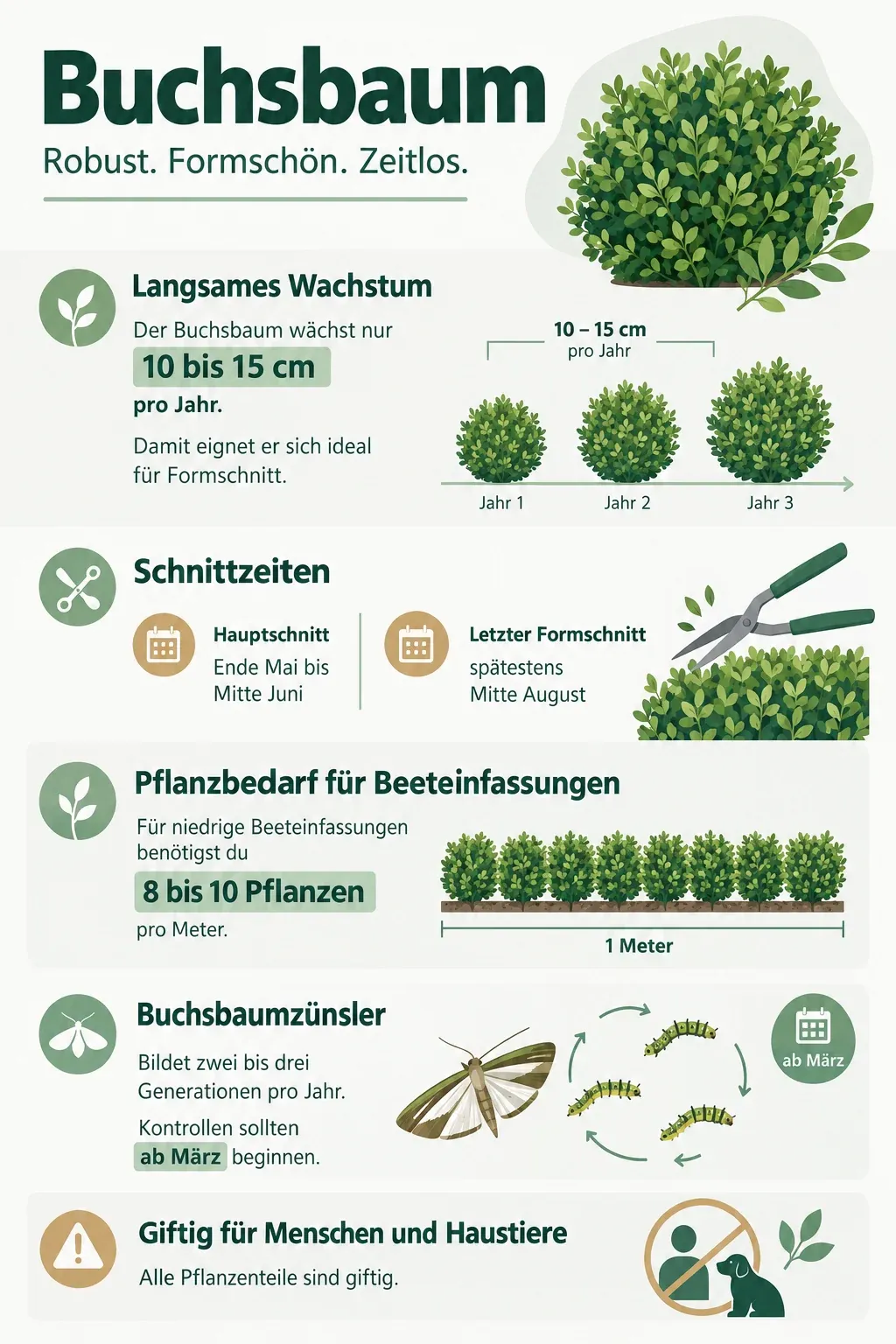 Buchsbaum: Infografik