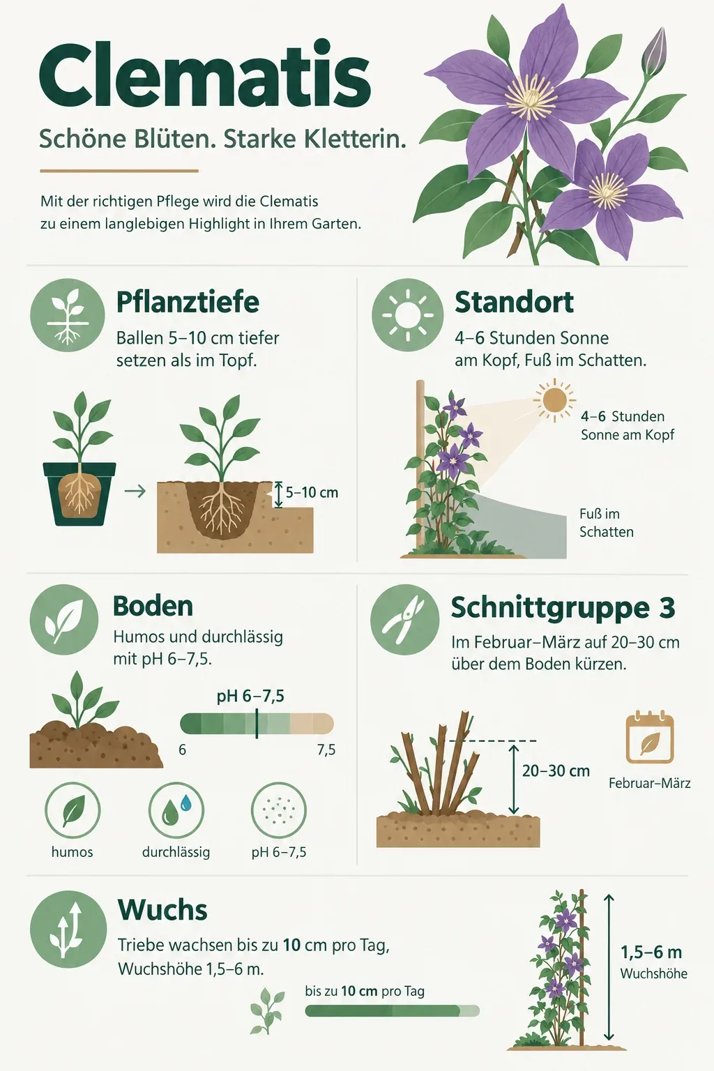Clematis: Infografik