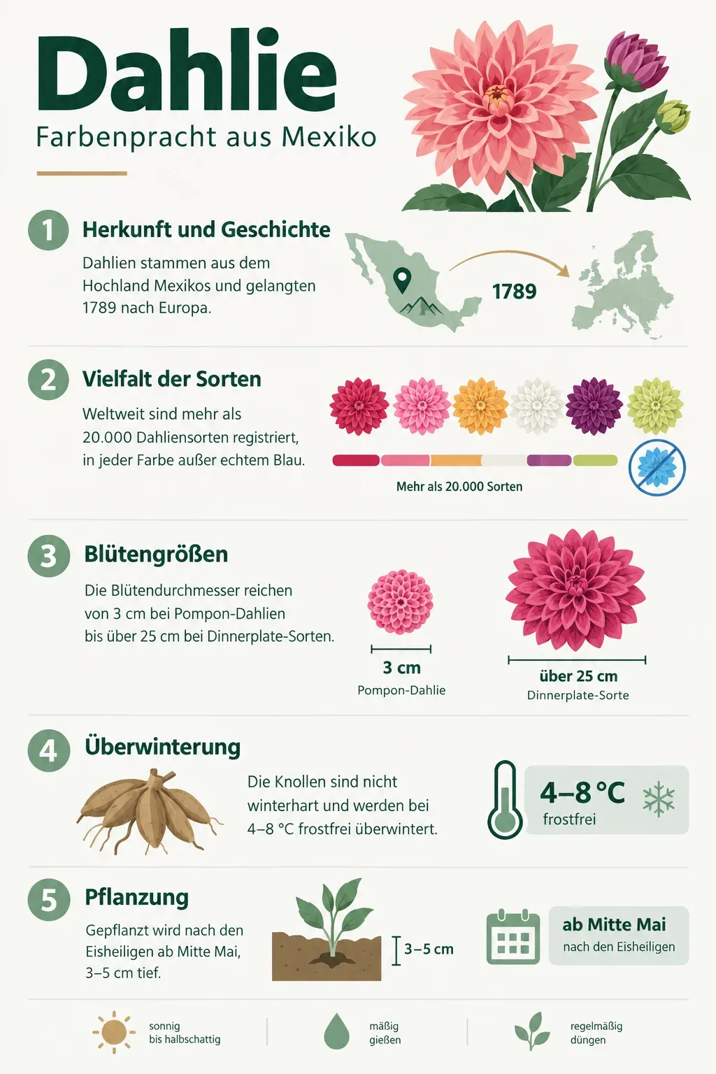 Dahlie: Infografik
