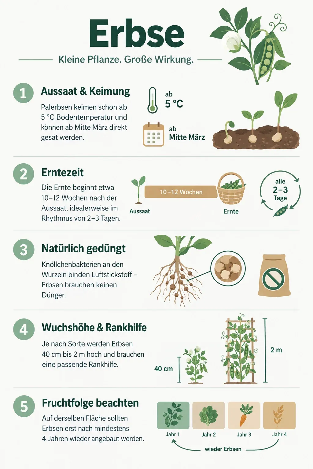 Erbse: Infografik