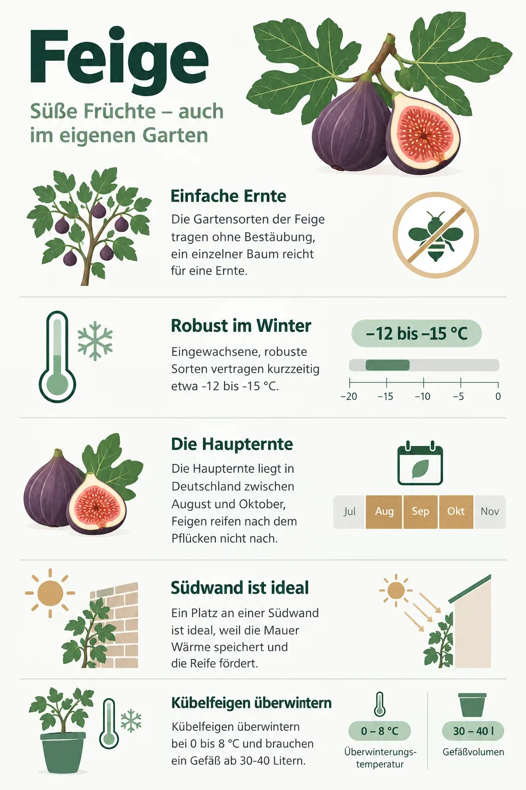 Feige: Infografik