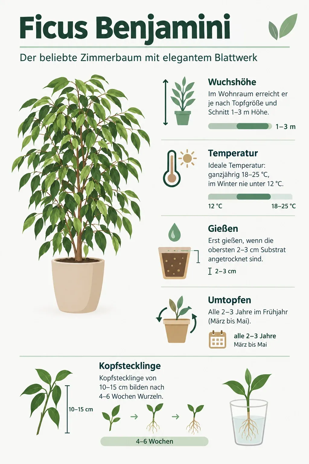 Ficus Benjamini: Infografik