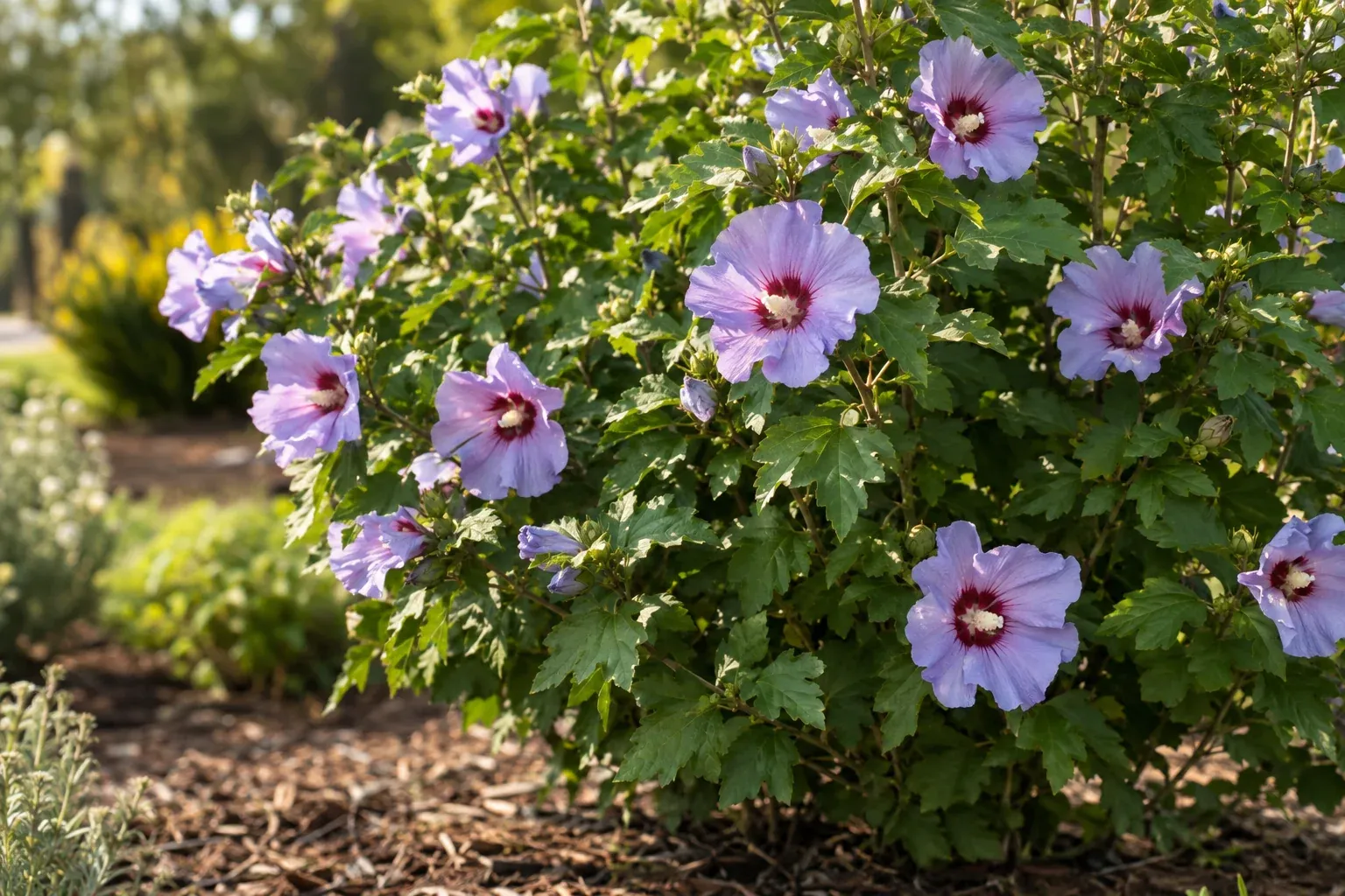 Blühender Garten-Hibiskus mit violettblauen Blüten im sonnigen Gartenbeet