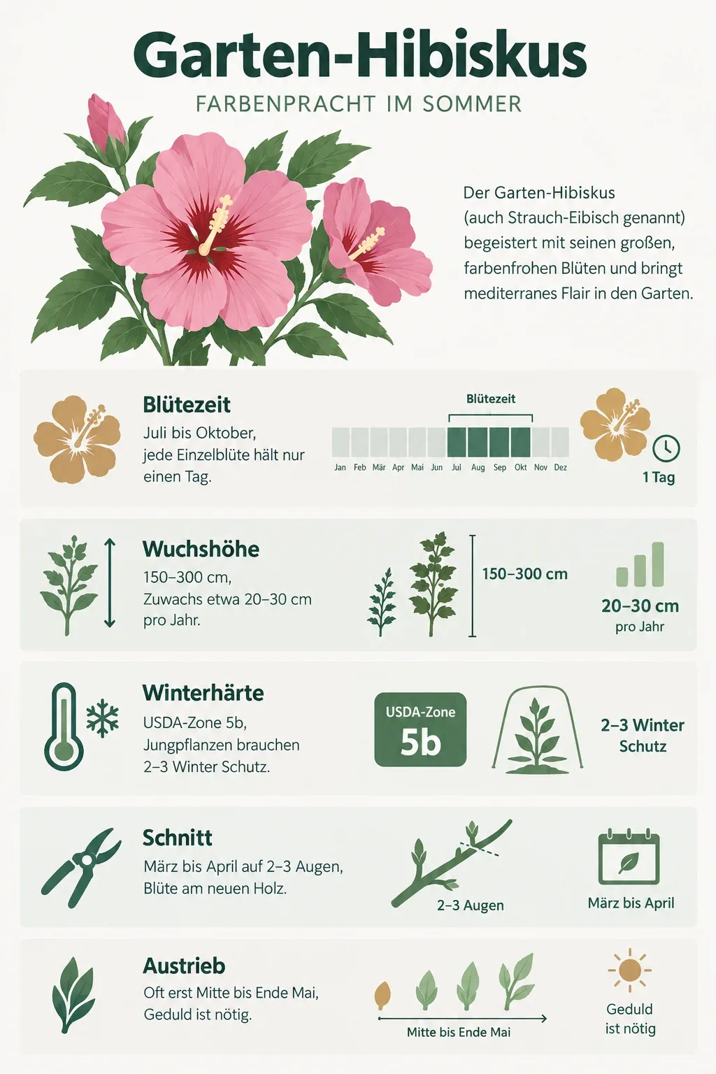 Garten-Hibiskus: Infografik