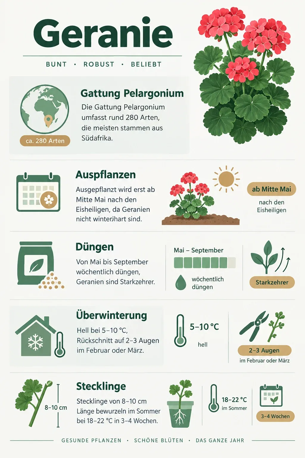 Geranie: Infografik