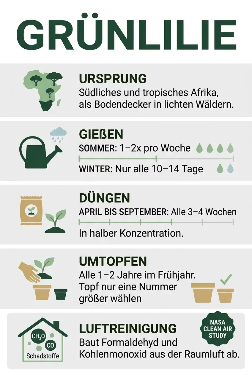 Grünlilie – Infografik