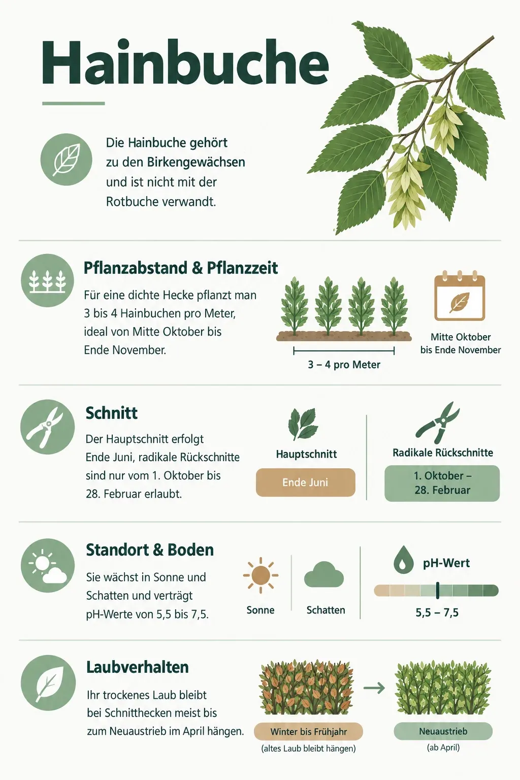 Hainbuche: Infografik