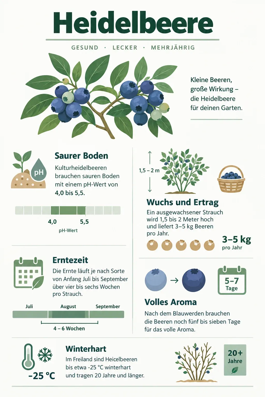 Heidelbeere: Infografik