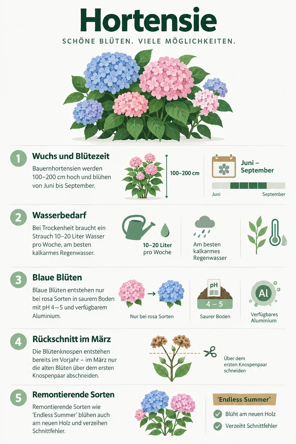 Hortensie: Infografik