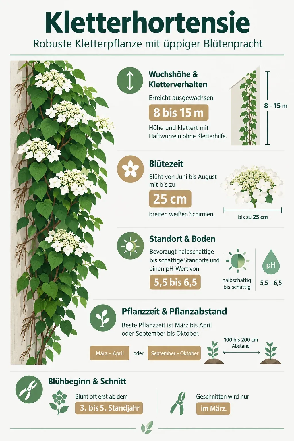 Kletterhortensie: Infografik