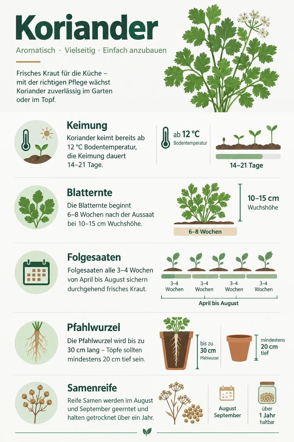 Koriander: Infografik