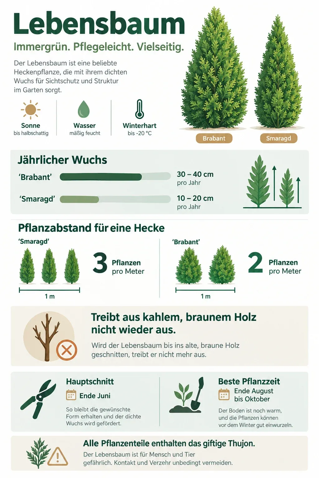 Lebensbaum: Infografik