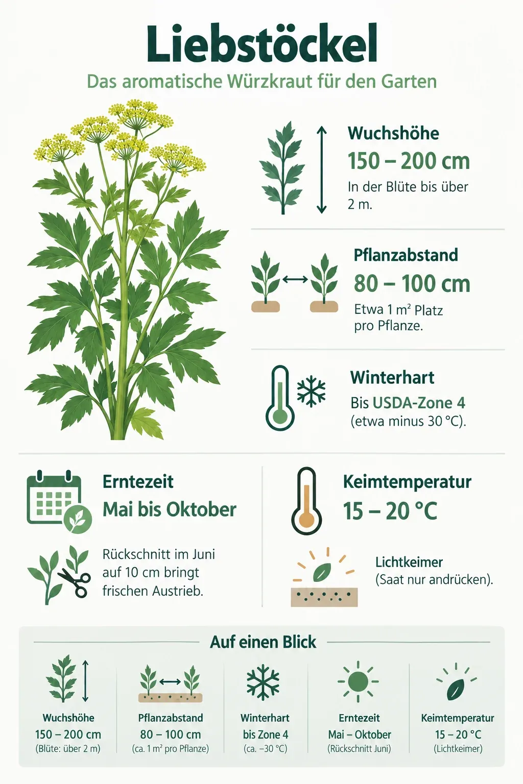 Liebstöckel: Infografik