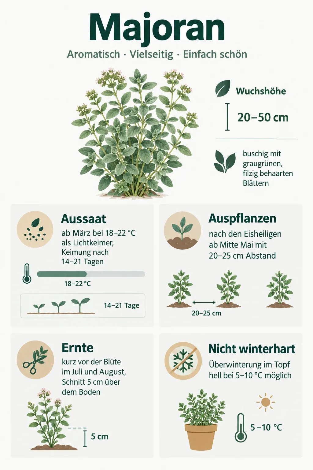 Majoran: Infografik