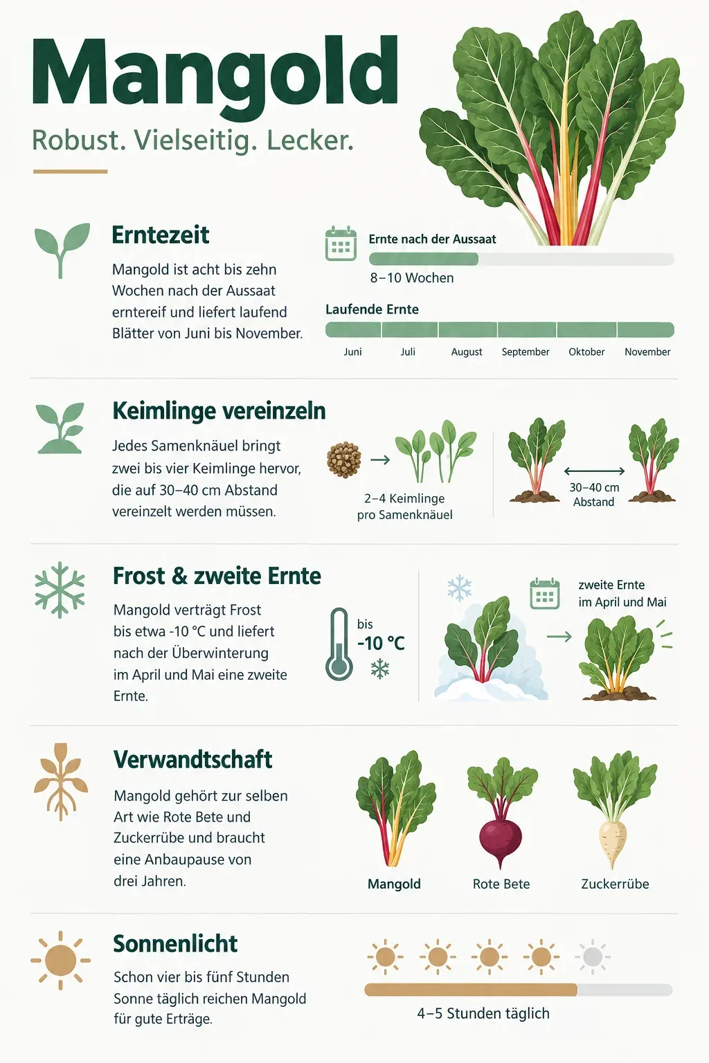 Mangold: Infografik