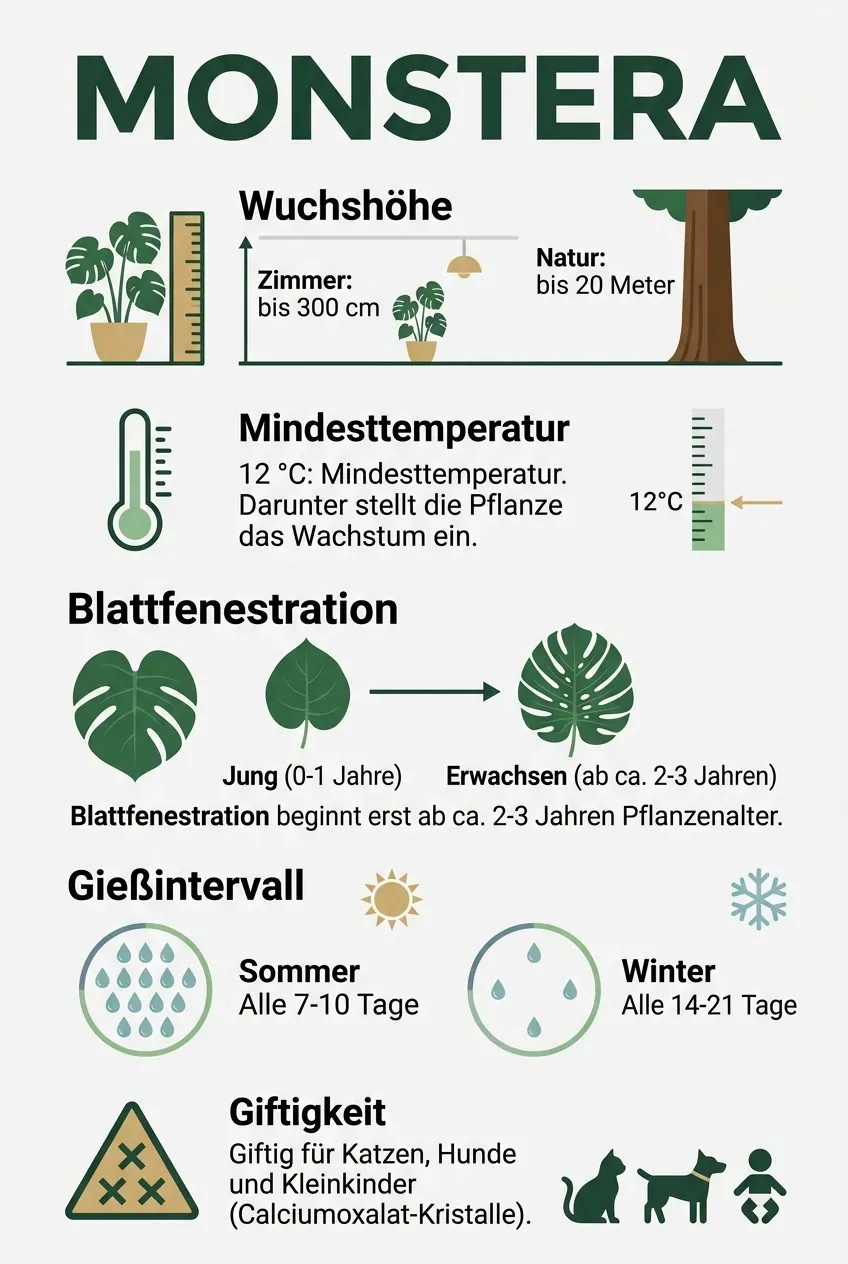Monstera – Infografik