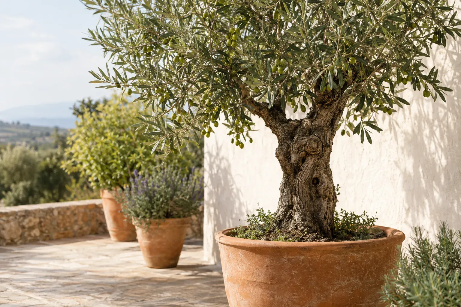 Olivenbaum mit knorrigem Stamm und silbrig grünen Blättern im Terrakottakübel auf einer sonnigen Terrasse