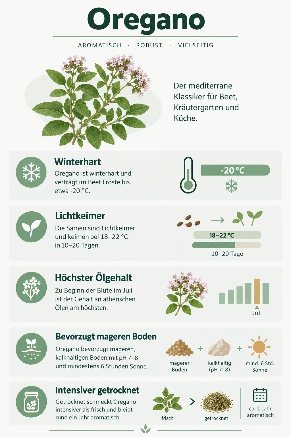 Oregano: Infografik