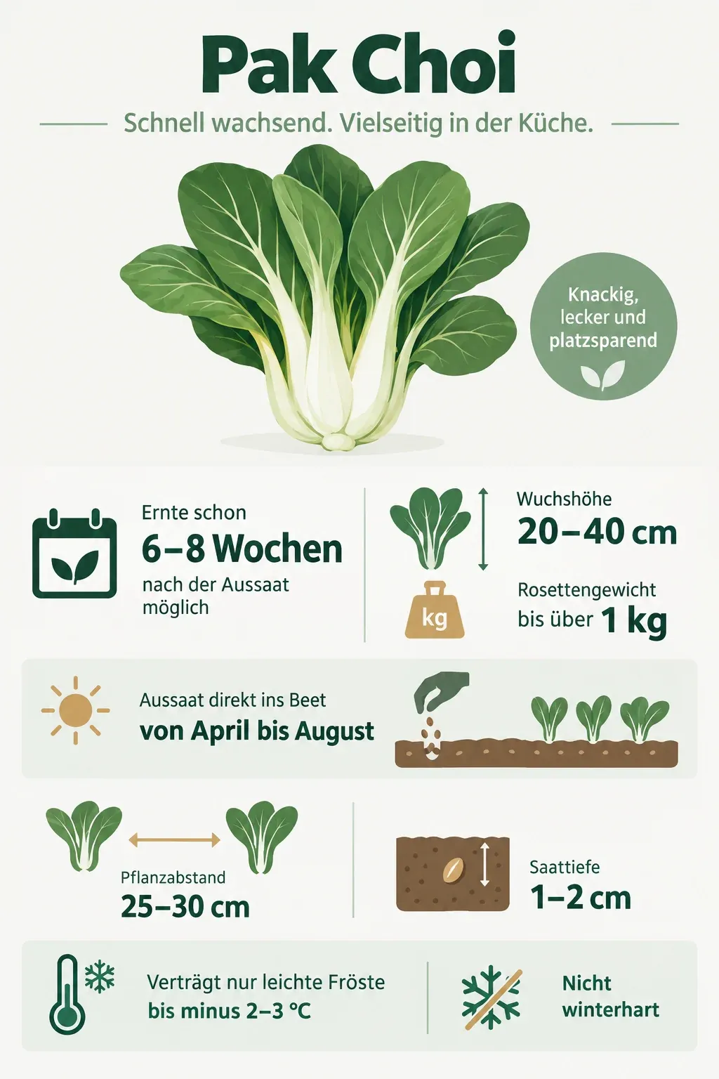 Pak Choi: Infografik