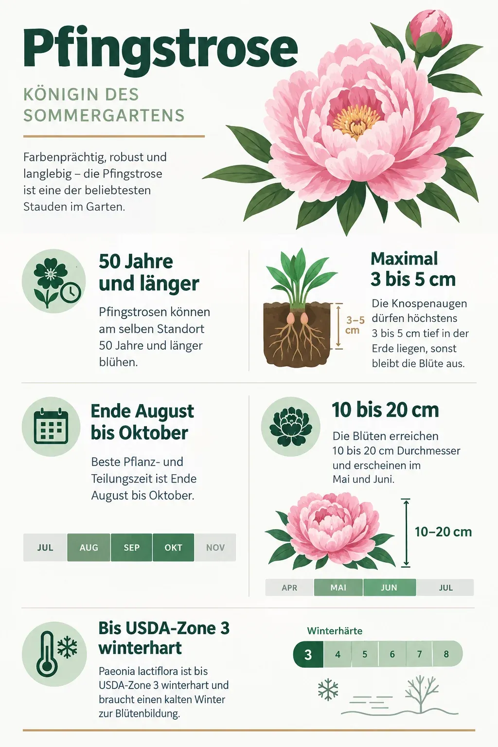 Pfingstrose: Infografik