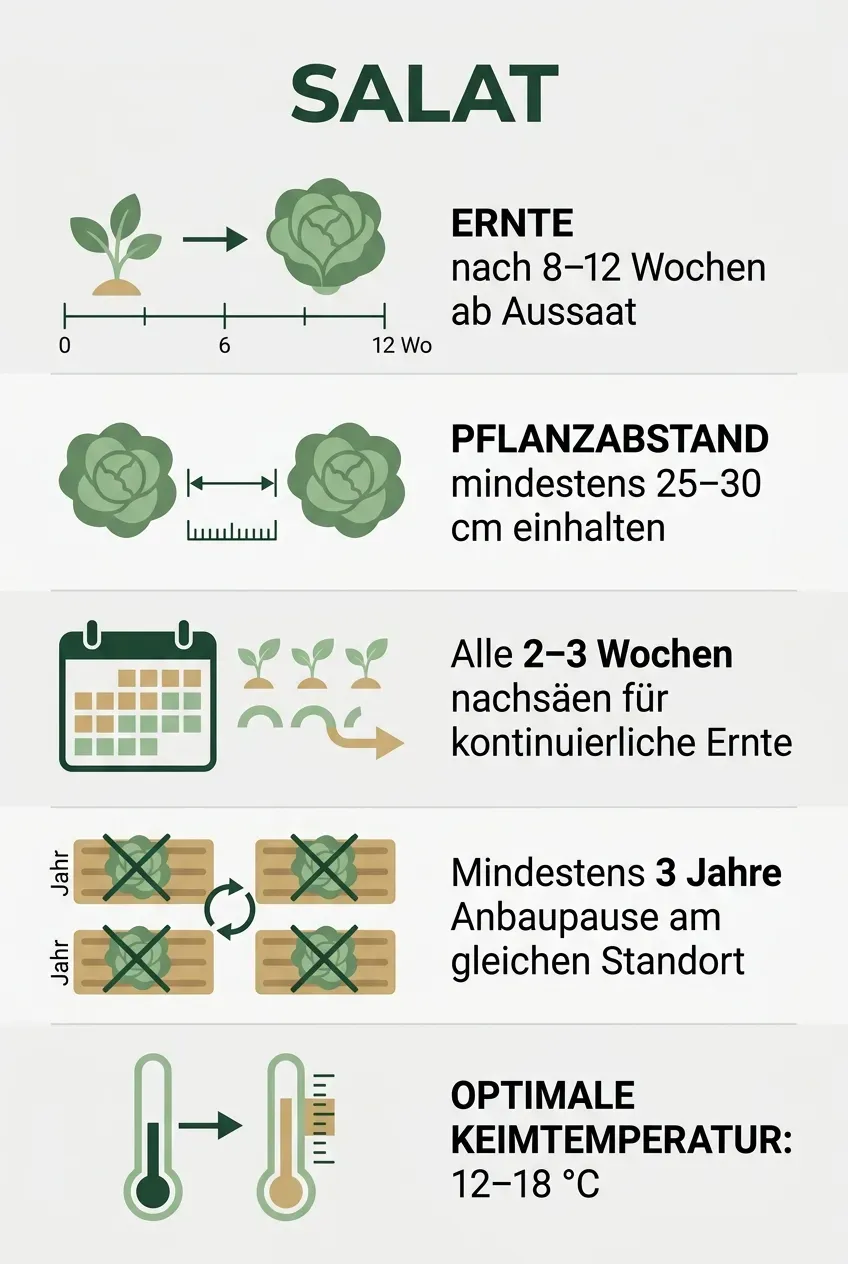 Salat – Infografik