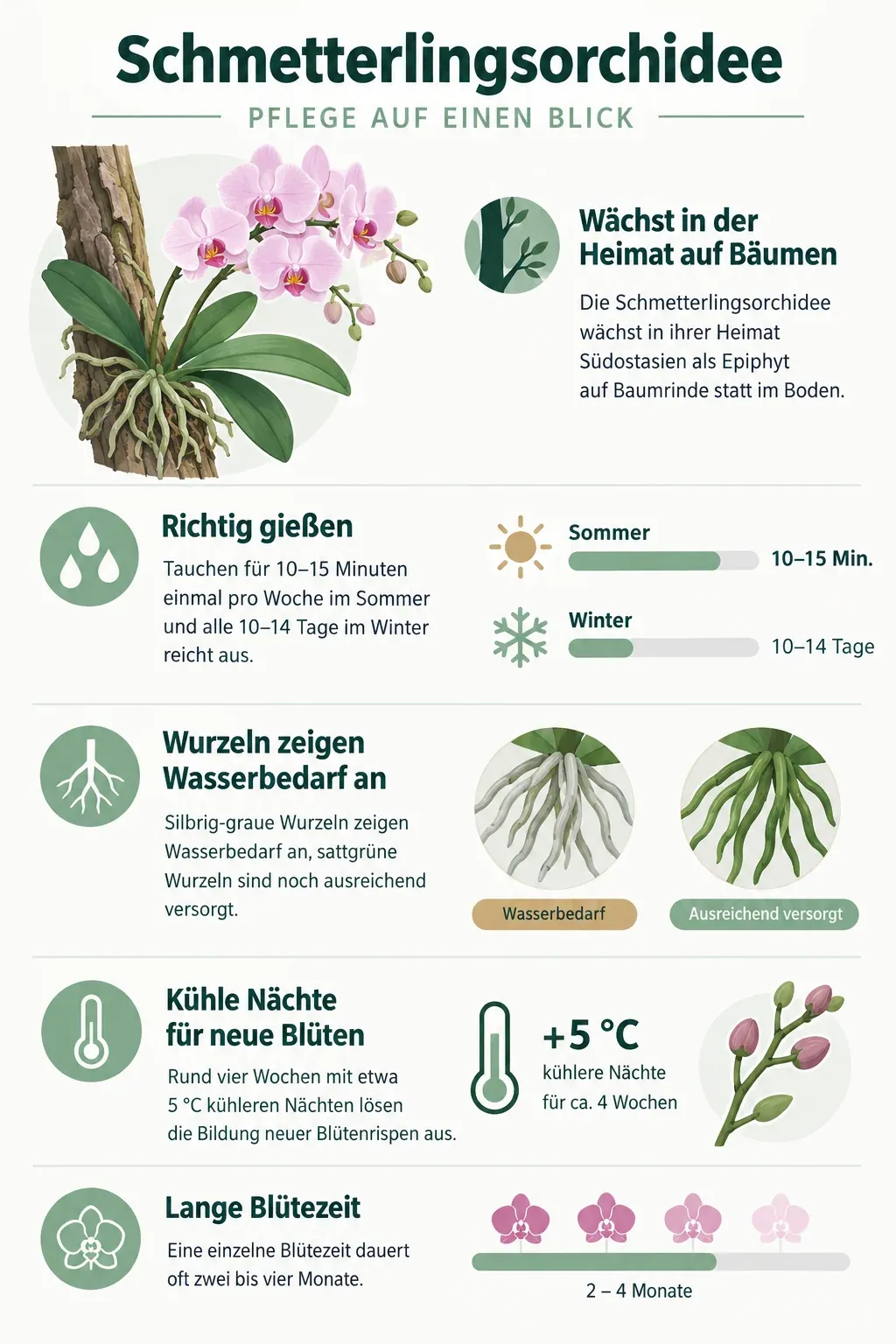 Schmetterlingsorchidee: Infografik