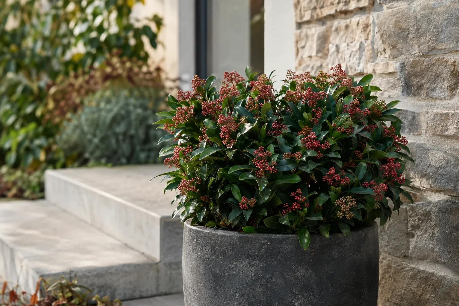 3. Skimmie (Skimmia japonica) – Winterschmuck für den Schatten
