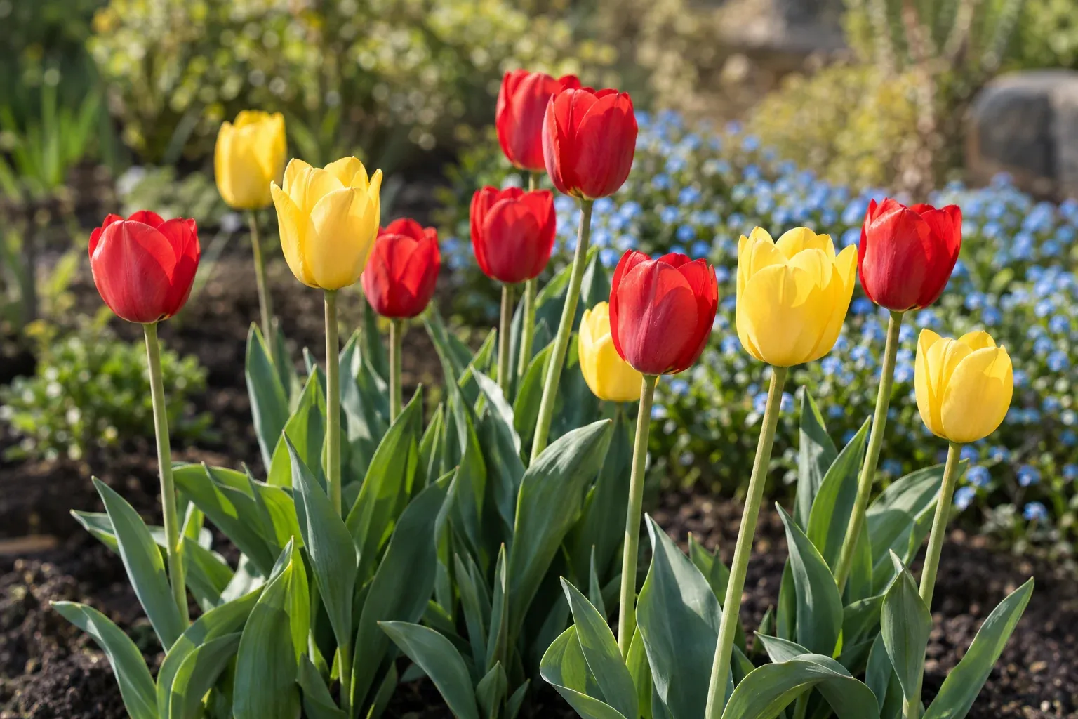 Rote und gelbe Tulpen in voller Blüte in einem sonnigen Frühlingsbeet