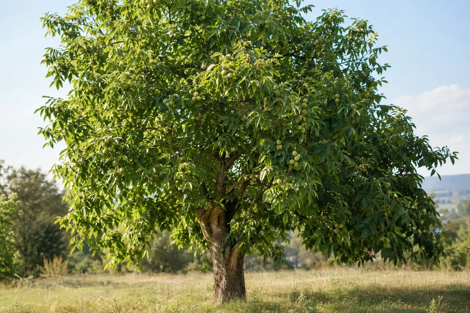 Stattlicher Walnussbaum mit breiter, runder Krone auf einer sonnigen Wiese