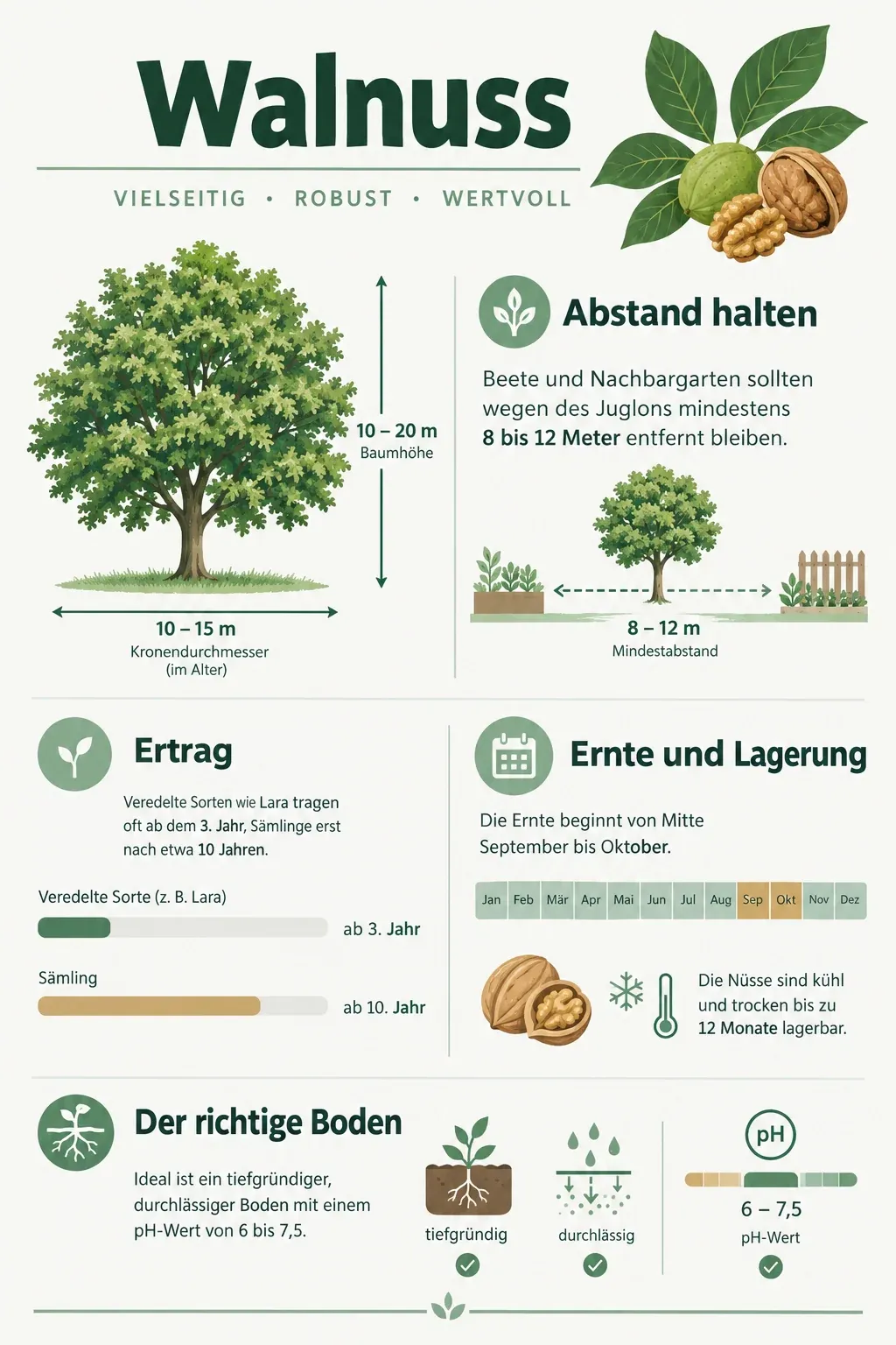 Walnuss: Infografik