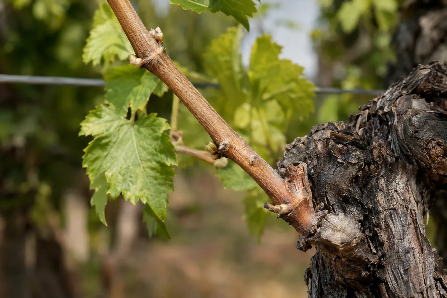 Nahaufnahme einer Weinrebe: einjähriges Fruchtholz mit sichtbaren Augen neben dunklem Altholz