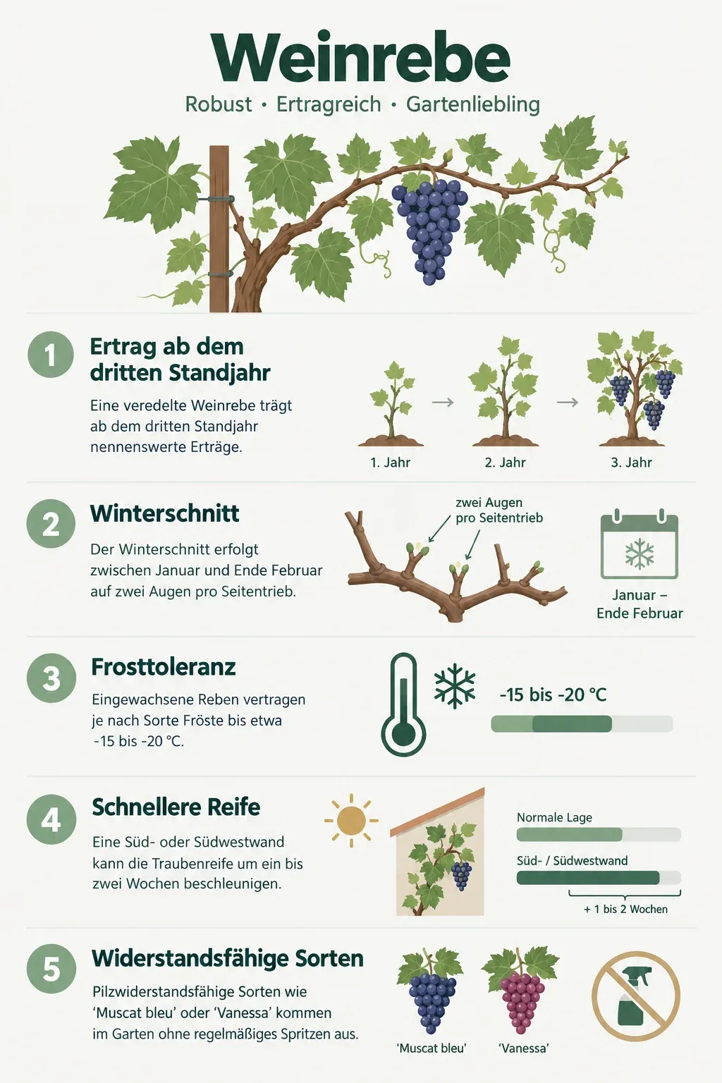 Weinrebe: Infografik