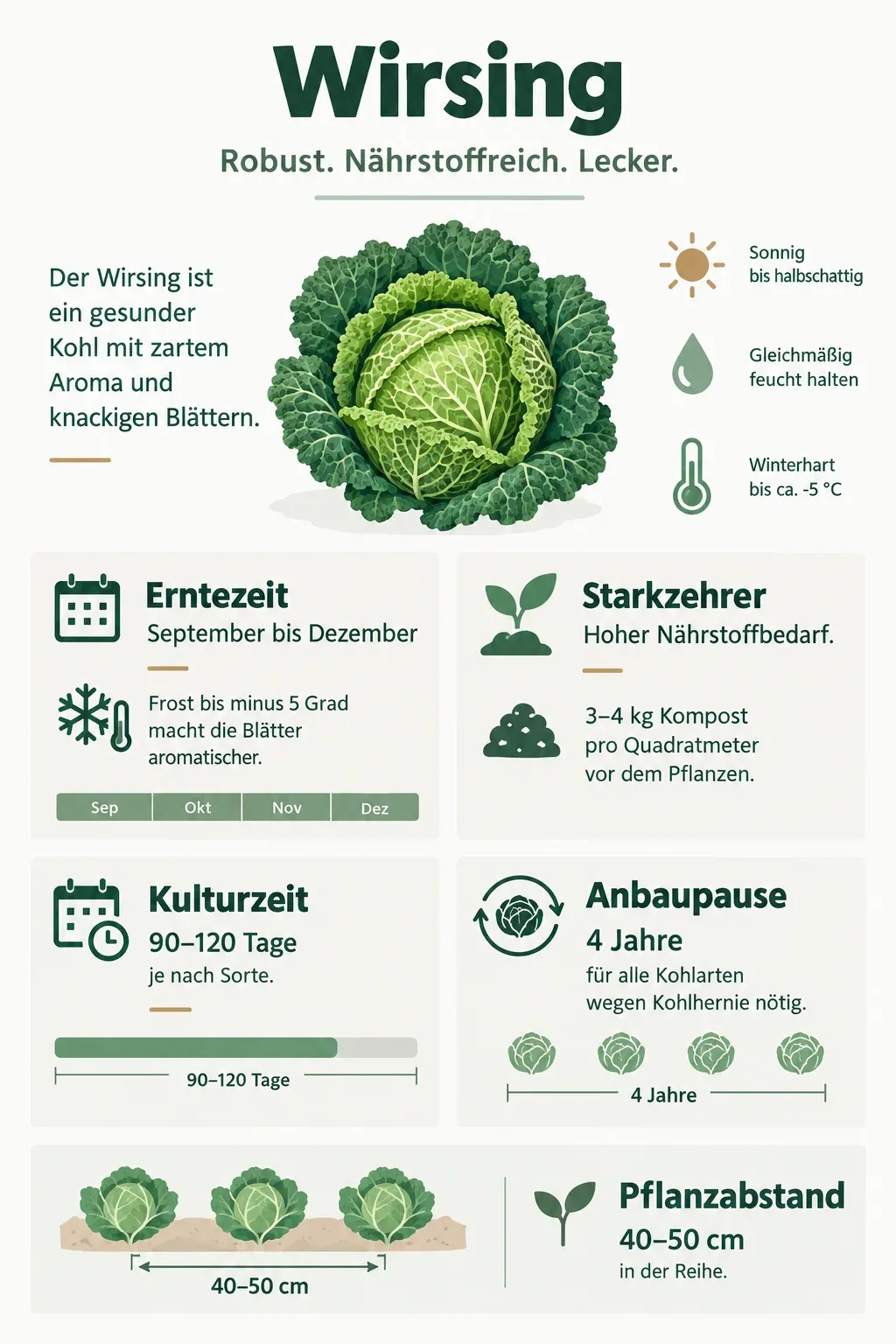 Wirsing: Infografik