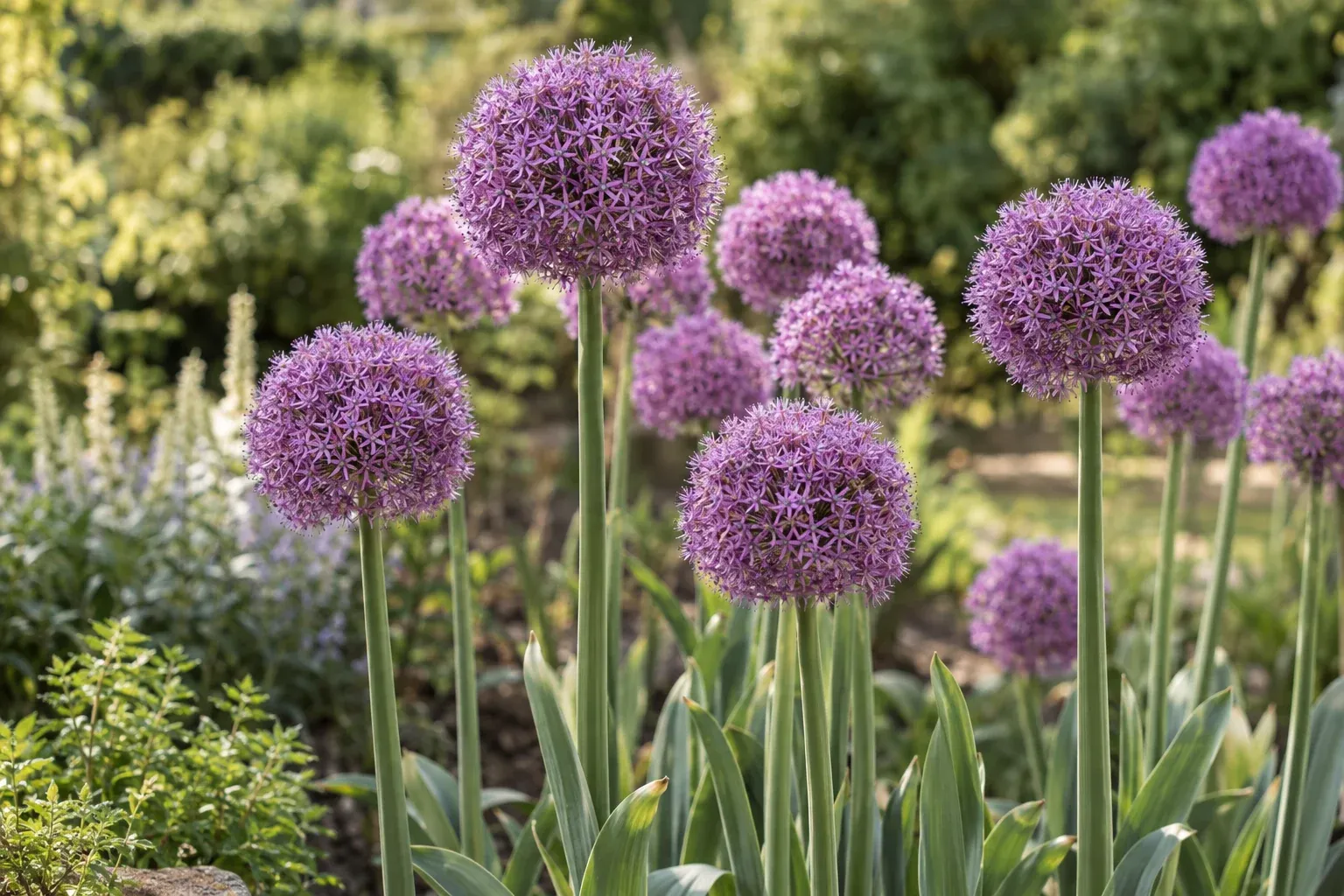 Blühender Zierlauch mit kugelförmigen violetten Blütenständen im sonnigen Staudenbeet