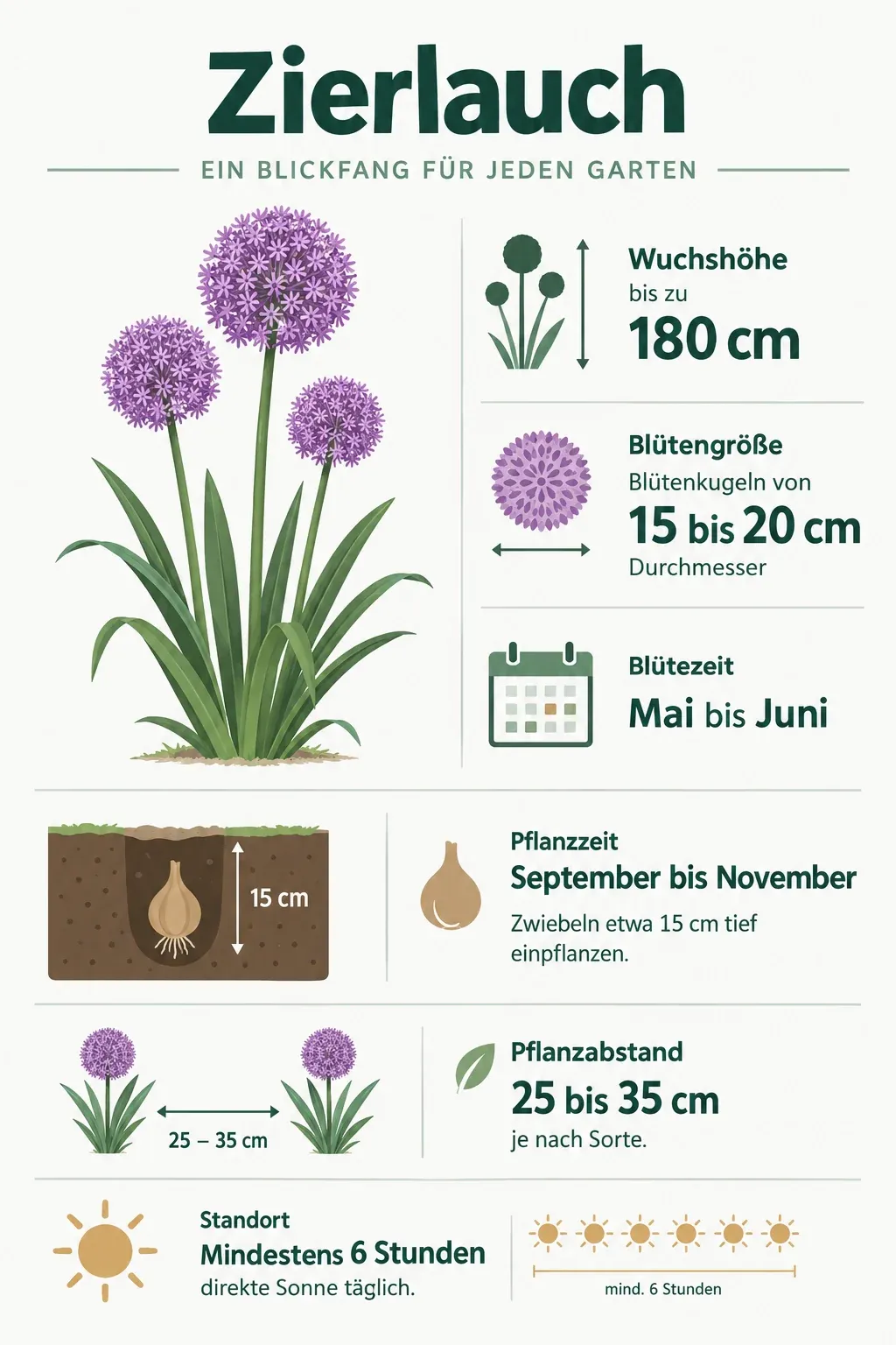 Zierlauch: Infografik