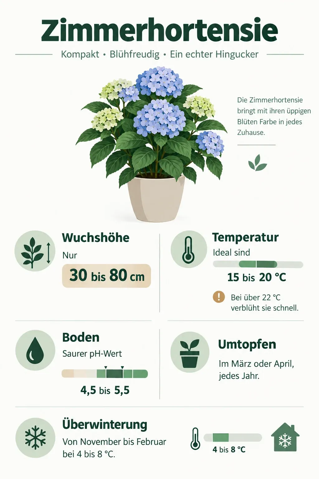 Zimmerhortensie: Infografik