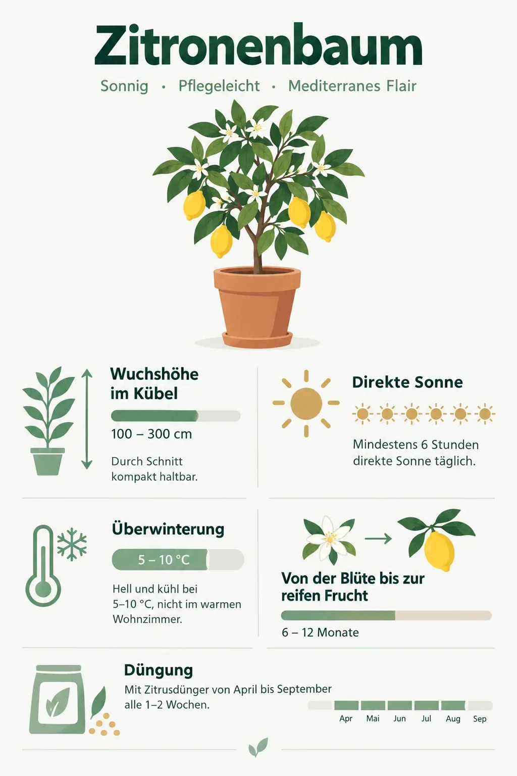 Zitronenbaum: Infografik
