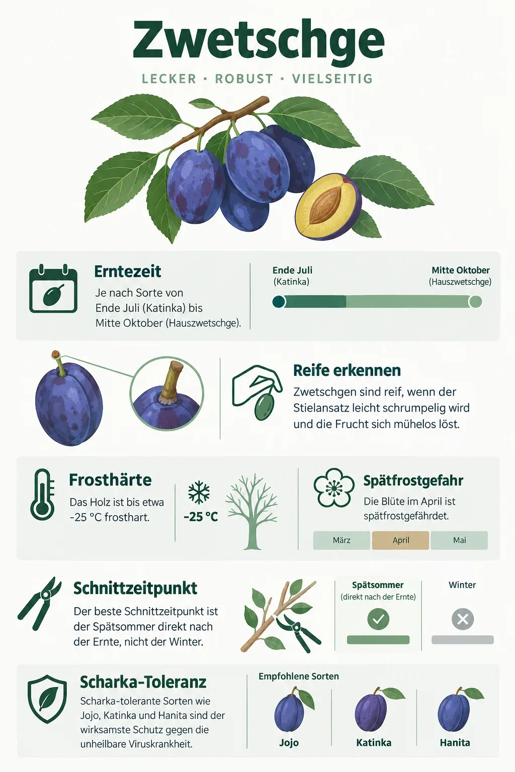 Zwetschge: Infografik